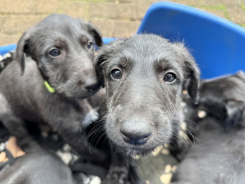 Deerhoundwelpen suchen ein liebevolles Für-Immer-Zuhause