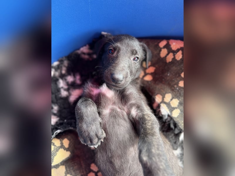 Deerhoundwelpen suchen ein liebevolles Für-Immer-Zuhause