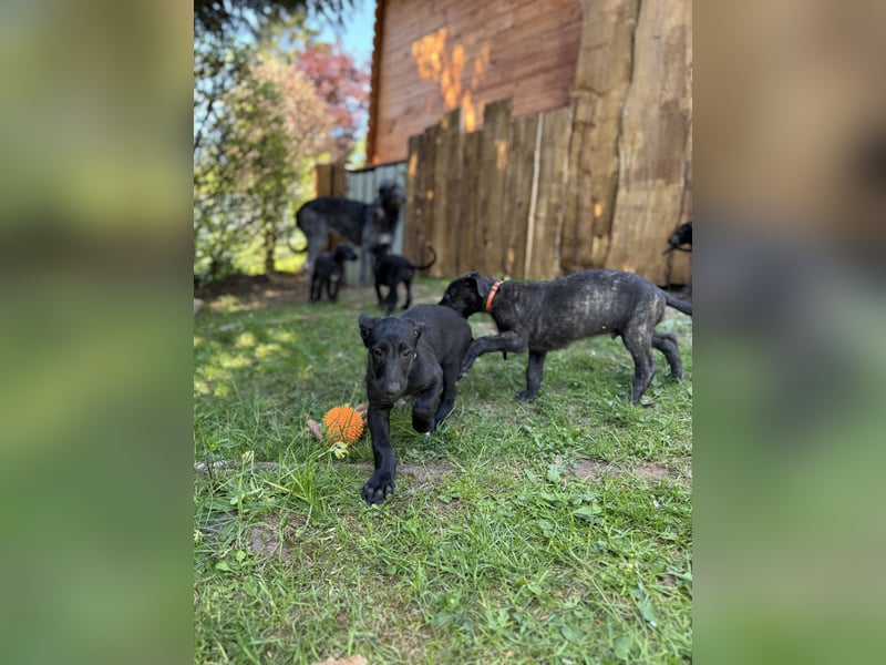 Deerhoundwelpen suchen ein liebevolles Für-Immer-Zuhause