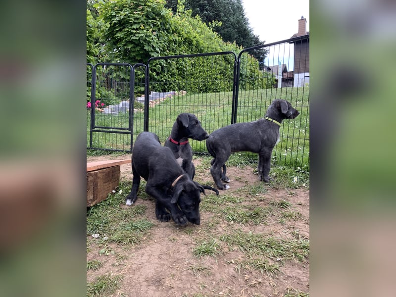Deerhoundwelpen suchen ein liebevolles Für-Immer-Zuhause