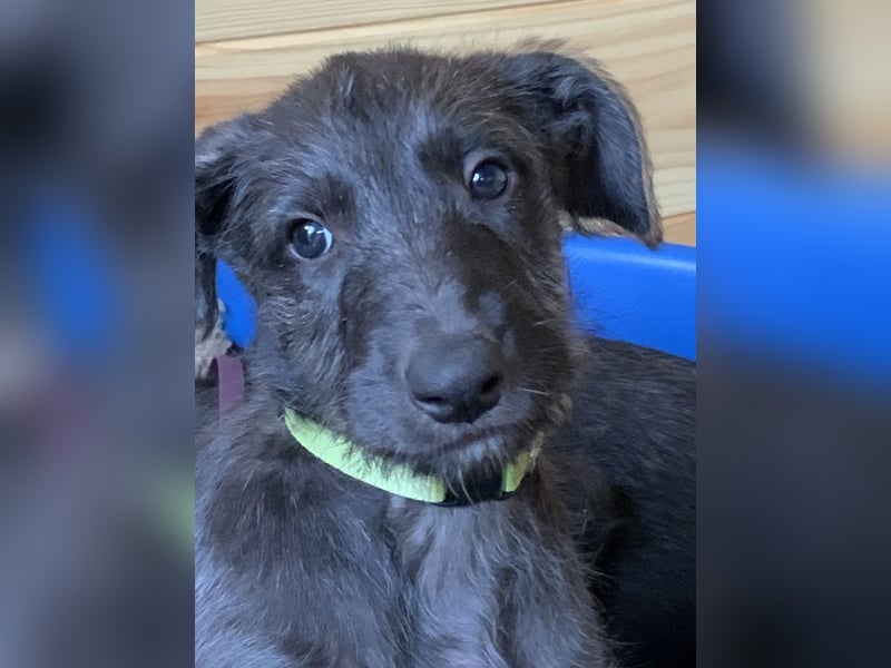 Deerhoundwelpen suchen ein liebevolles Für-Immer-Zuhause
