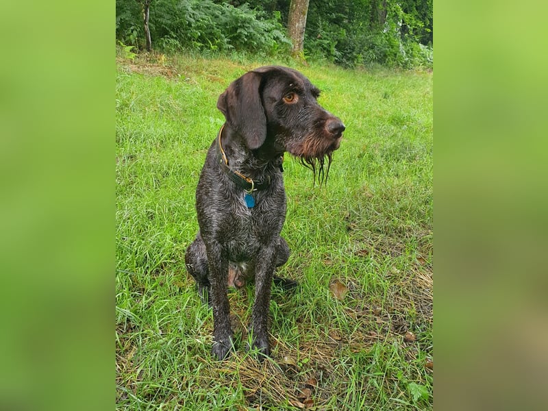 Deutsch-Drahthaar-Rüde, 8 Jahre, sucht ein liebevolles Zuhause.