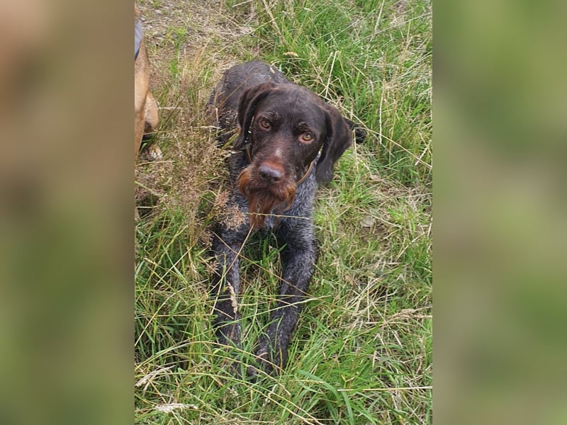 Deutsch-Drahthaar-Rüde, 8 Jahre, sucht ein liebevolles Zuhause.