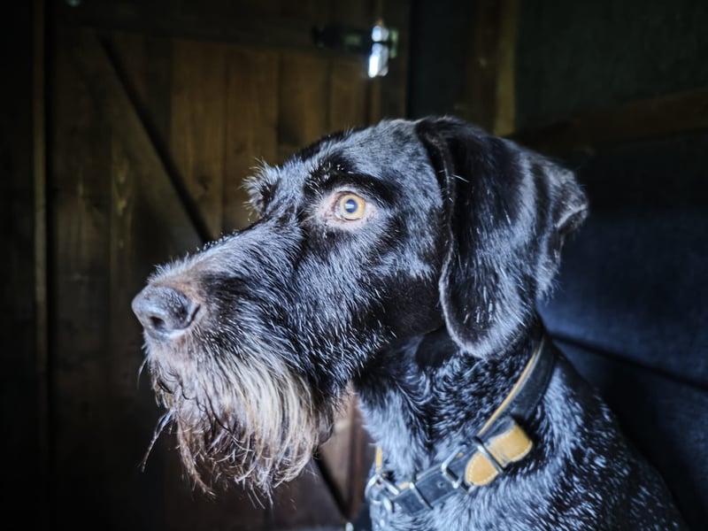 Deutsch-Drahthaar-Rüde, 8 Jahre, sucht ein liebevolles Zuhause.