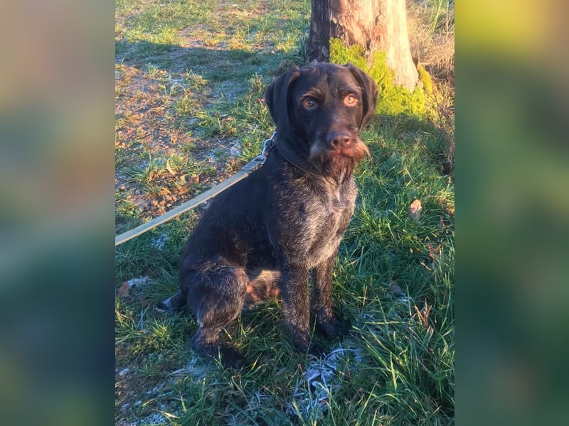 Deutsch-Drahthaar-Rüde, 8 Jahre, sucht ein liebevolles Zuhause.