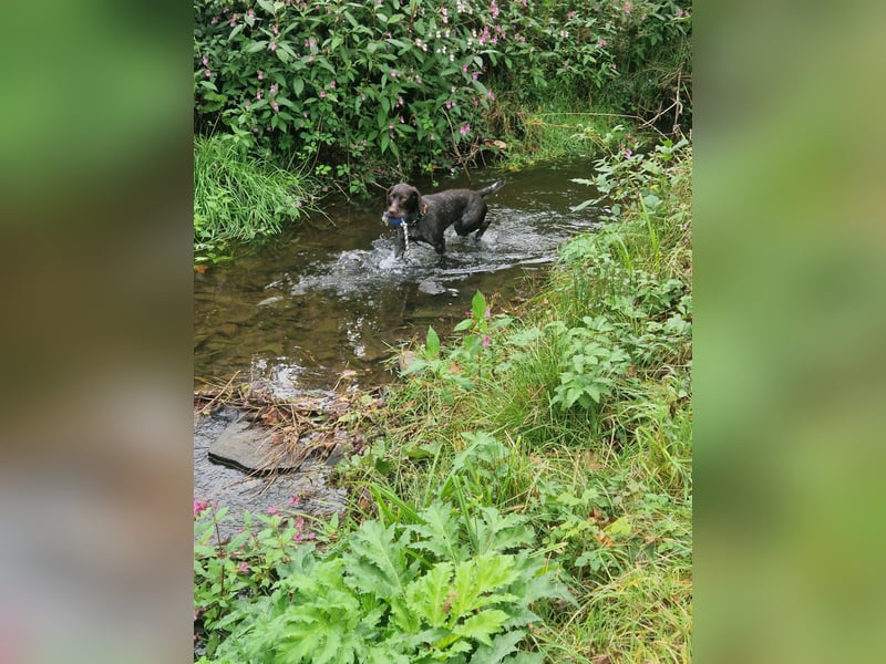 Deutsch-Drahthaar-Rüde, 8 Jahre, sucht ein liebevolles Zuhause.