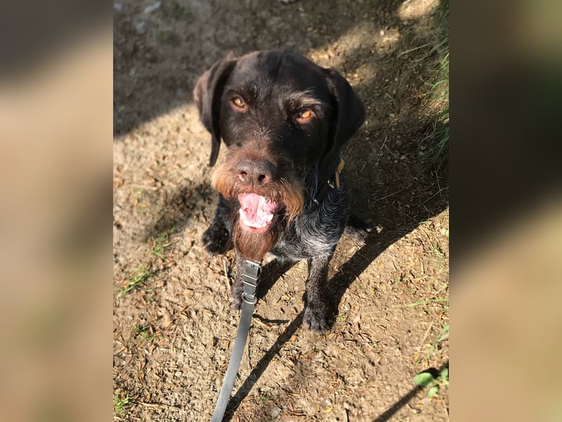 Deutsch-Drahthaar-Rüde, 8 Jahre, sucht ein liebevolles Zuhause.