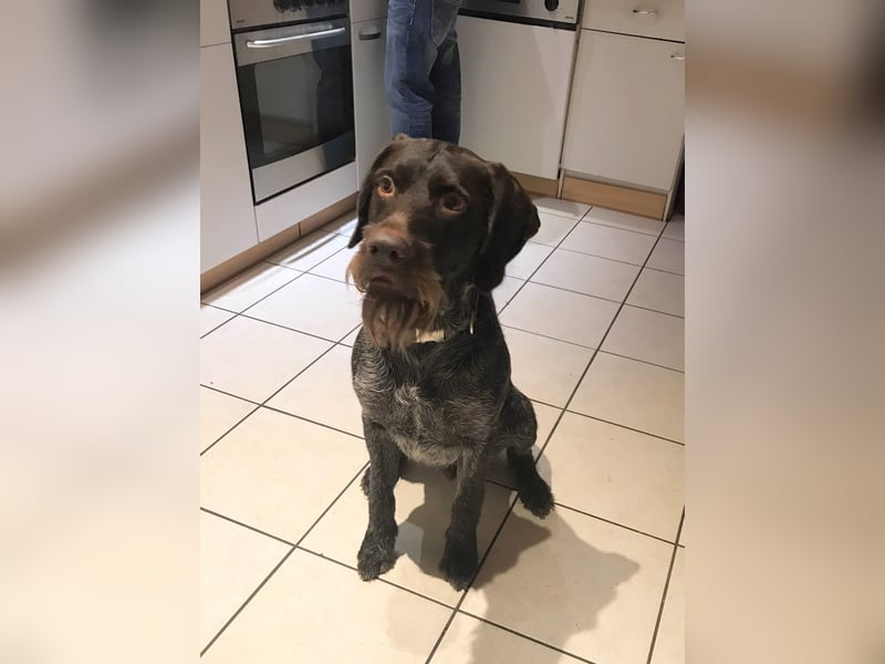 Deutsch-Drahthaar-Rüde, 8 Jahre, sucht ein liebevolles Zuhause.