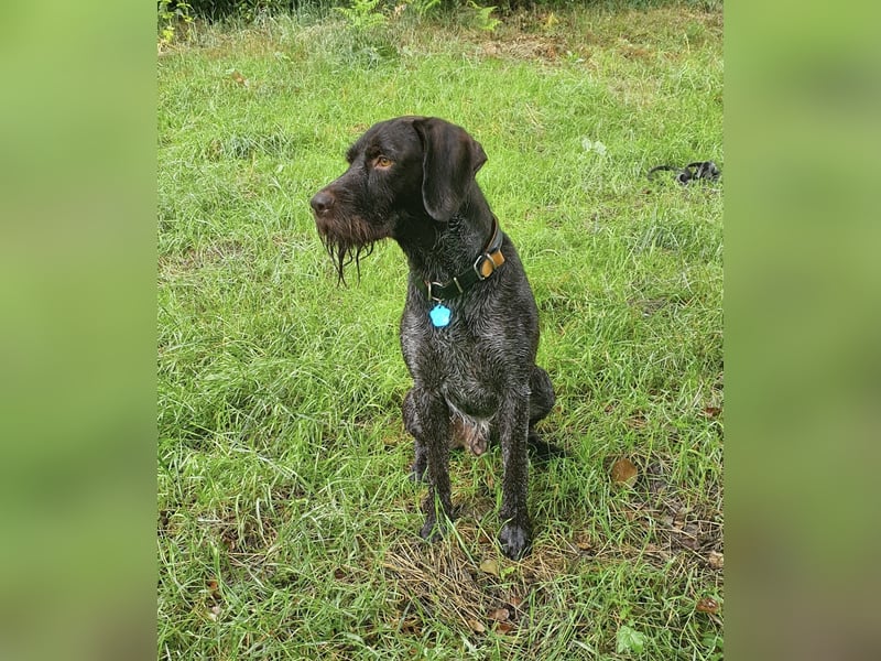 Deutsch-Drahthaar-Rüde, 8 Jahre, sucht ein liebevolles Zuhause.