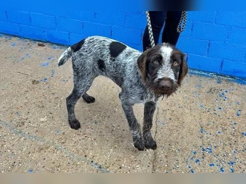 FITO der verschmuste Schatz