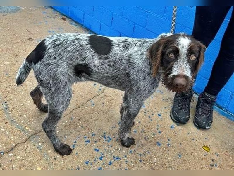 FITO der verschmuste Schatz