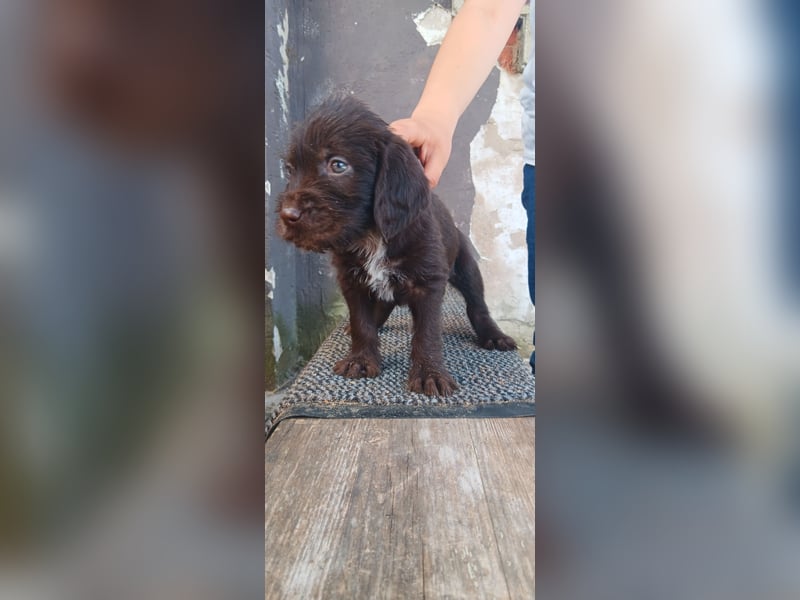 Welpen Deutsch Drahthaar x Pudelpointer