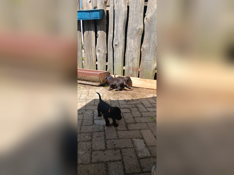 Welpen Deutsch Drahthaar x Pudelpointer