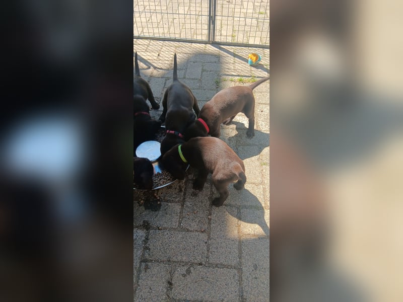 Welpen Deutsch Drahthaar x Pudelpointer