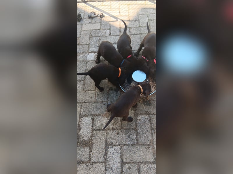 Welpen Deutsch Drahthaar x Pudelpointer