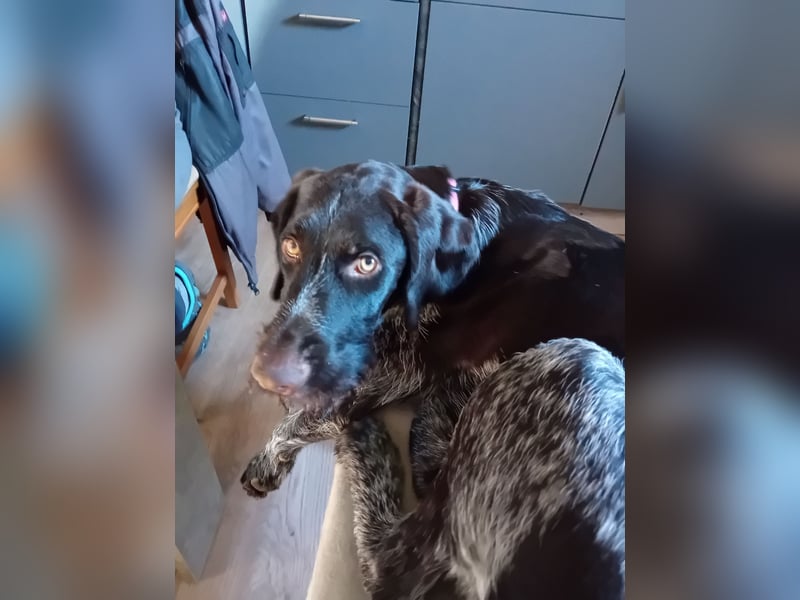 Henry, Deutsch Drahthaar, Rüde, geb. am 23.05.2023, 60 cm