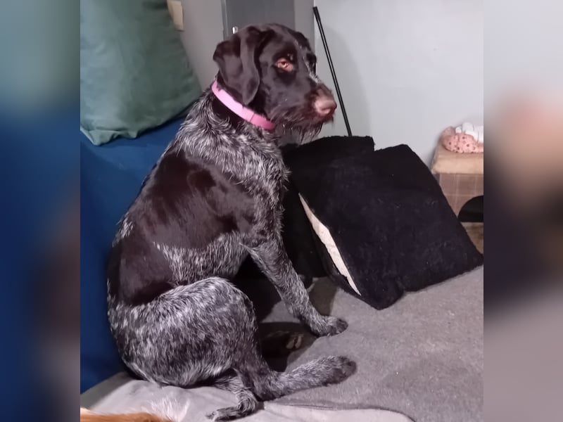 Henry, Deutsch Drahthaar, Rüde, geb. am 23.05.2023, 60 cm