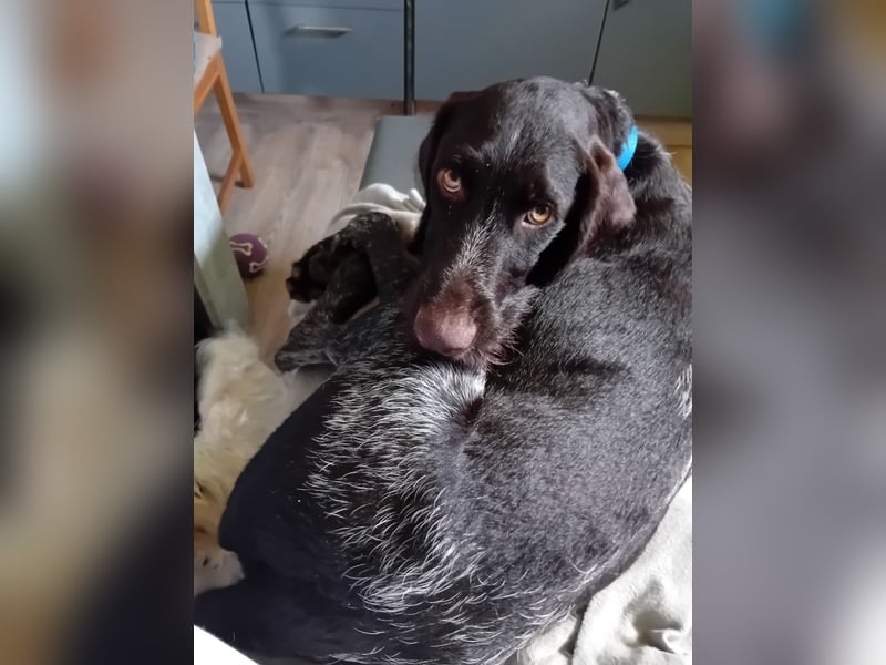 Henry, Deutsch Drahthaar, Rüde, geb. am 23.05.2023, 60 cm