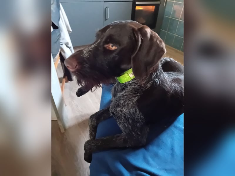 Henry, Deutsch Drahthaar, Rüde, geb. am 23.05.2023, 60 cm