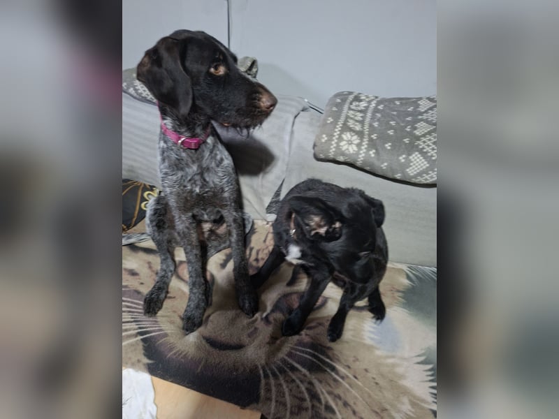 Henry, Deutsch Drahthaar, Rüde, geb. am 23.05.2023, 60 cm