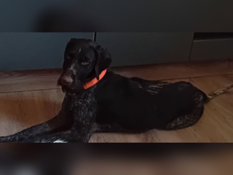 Henry, Deutsch Drahthaar, Rüde, geb. am 23.05.2023, 60 cm