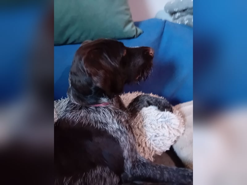 Henry, Deutsch Drahthaar, Rüde, geb. am 23.05.2023, 60 cm