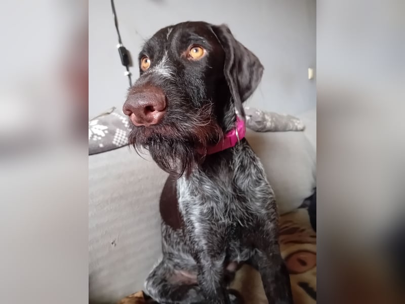 Henry, Deutsch Drahthaar, Rüde, geb. am 23.05.2023, 60 cm