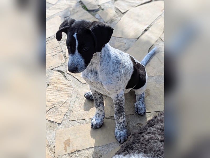 Kleine Juna sucht eine Familie