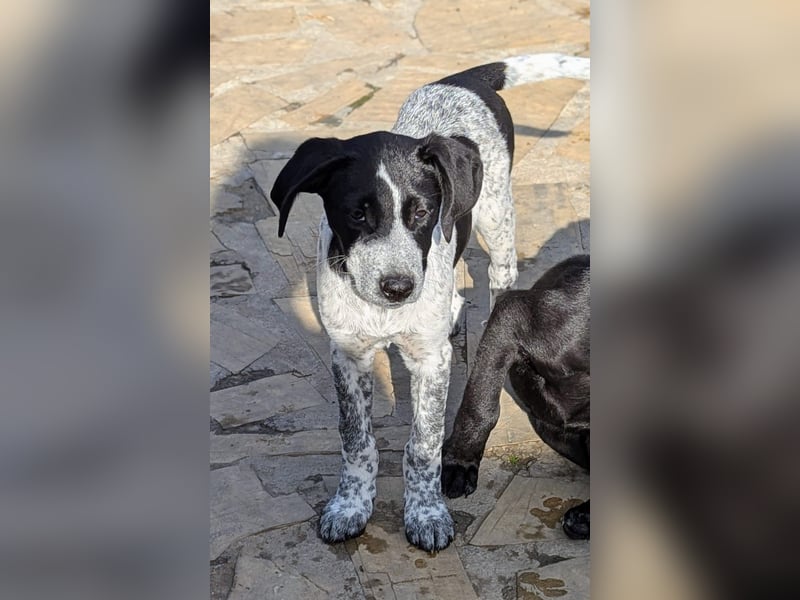 Kleine Juna sucht eine Familie