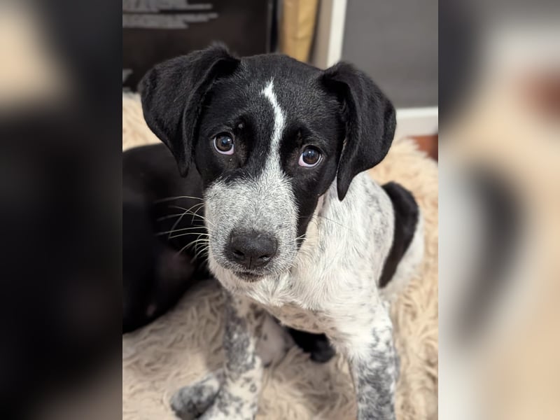 Kleine Juna sucht eine Familie