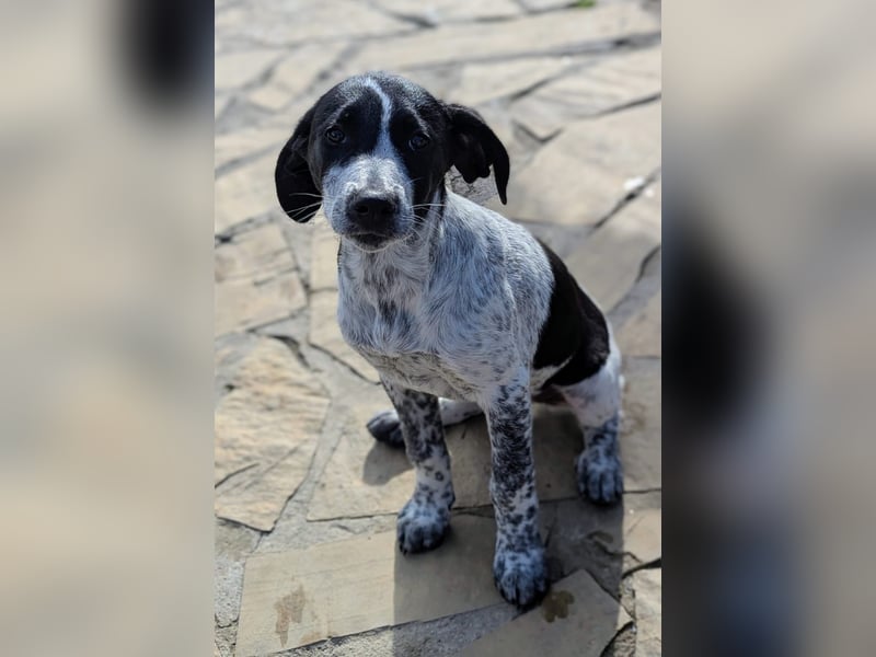 Kleine Juna sucht eine Familie