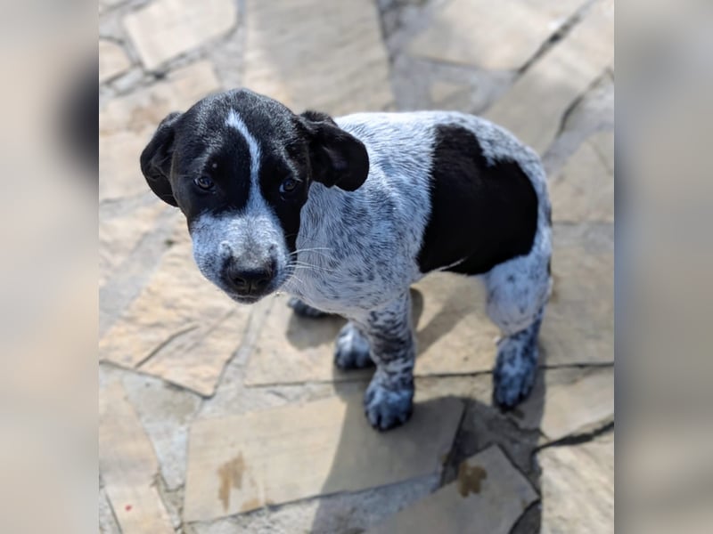 Kleine Juna sucht eine Familie