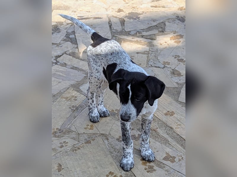 Kleine Juna sucht eine Familie