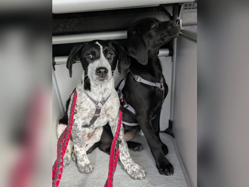 Kleine Juna sucht eine Familie