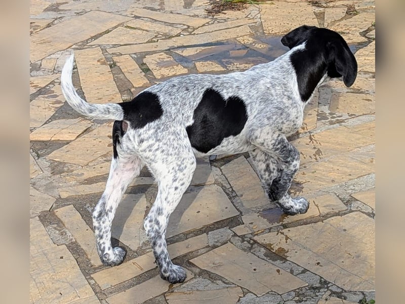 Kleine Juna sucht eine Familie