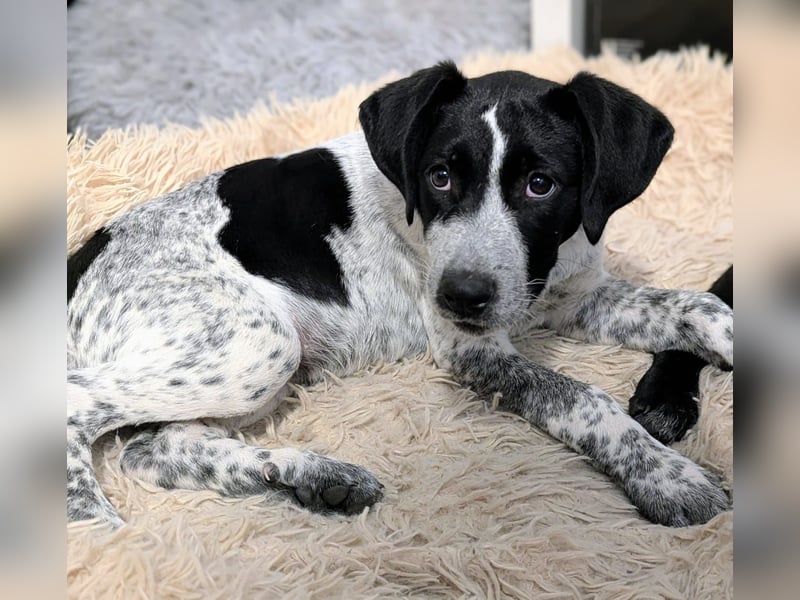 Kleine Juna sucht eine Familie