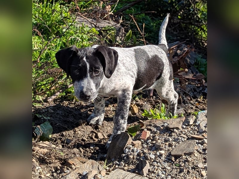 Kleine Juna sucht eine Familie