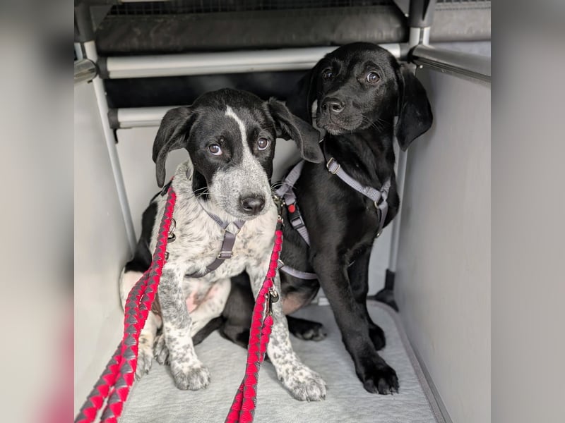 Kleine Juna sucht eine Familie