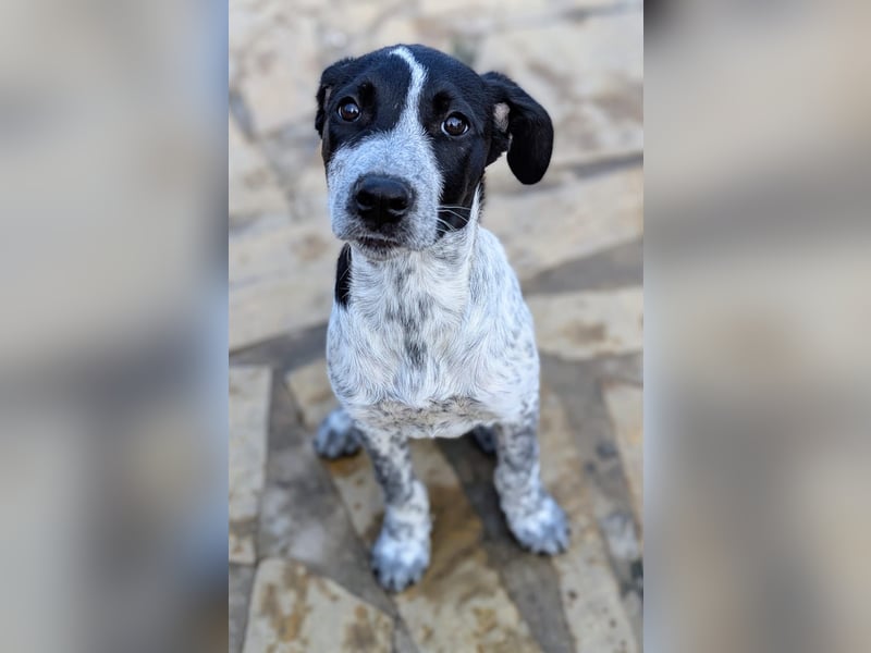 Kleine Juna sucht eine Familie