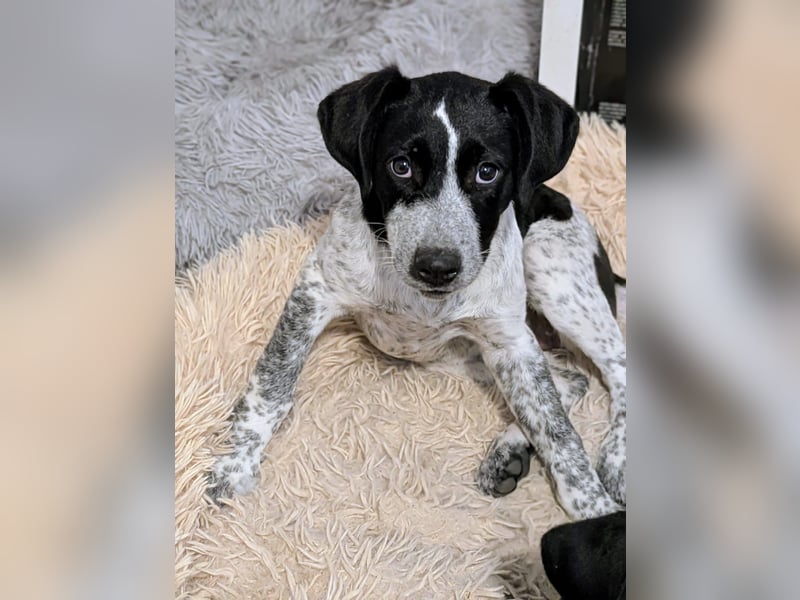 Kleine Juna sucht eine Familie