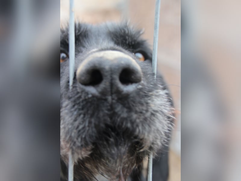 HARRY, Deutsch-Drahthaar-Mix, Rüde, 9 Jahre, 63 cm, Mischling, Tierschutz Rumänien