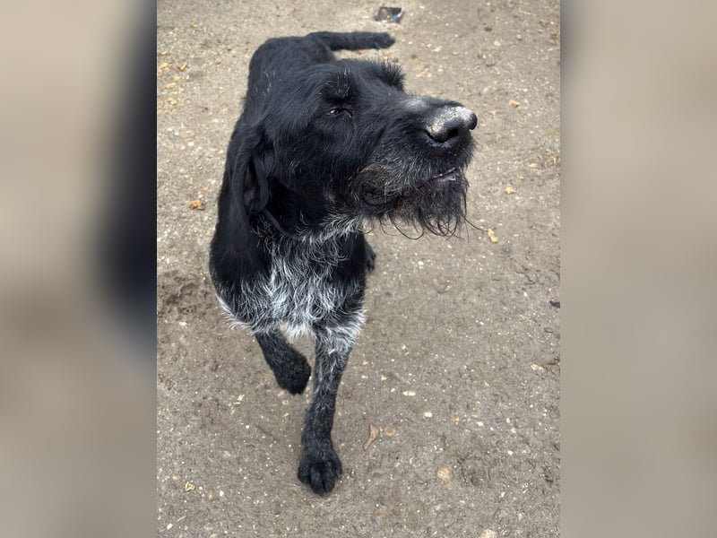HARRY, Deutsch-Drahthaar-Mix, Rüde, 9 Jahre, 63 cm, Mischling, Tierschutz Rumänien