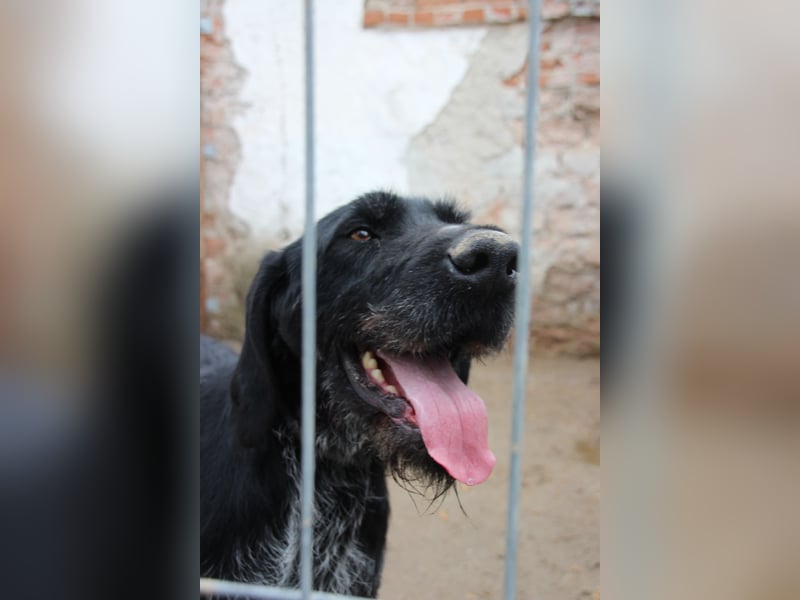 HARRY, Deutsch-Drahthaar-Mix, Rüde, 9 Jahre, 63 cm, Mischling, Tierschutz Rumänien