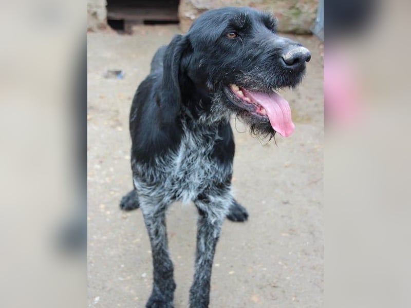 HARRY, Deutsch-Drahthaar-Mix, Rüde, 9 Jahre, 63 cm, Mischling, Tierschutz Rumänien