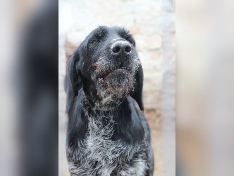 HARRY, Deutsch-Drahthaar-Mix, Rüde, 9 Jahre, 63 cm, Mischling, Tierschutz Rumänien