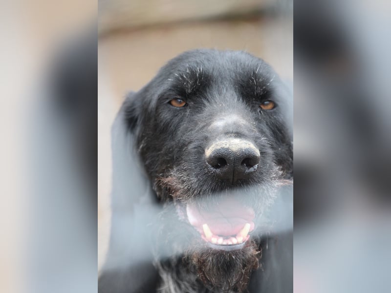 HARRY, Deutsch-Drahthaar-Mix, Rüde, 9 Jahre, 63 cm, Mischling, Tierschutz Rumänien