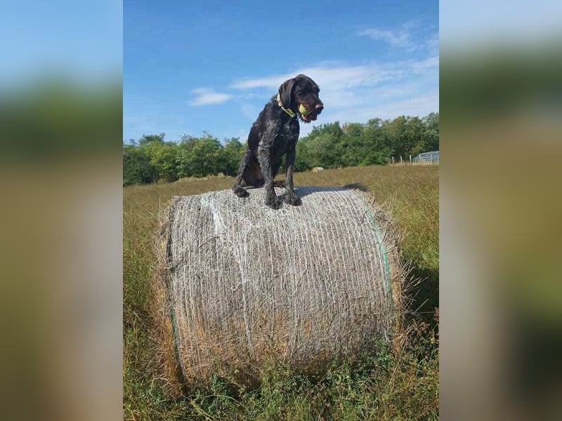 Atlas, wunderschöner Deutsch Drahthaar sucht sportliche Menschen