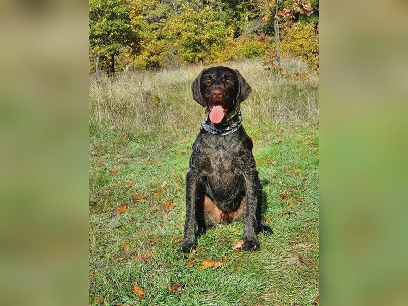 Atlas, wunderschöner Deutsch Drahthaar sucht sportliche Menschen