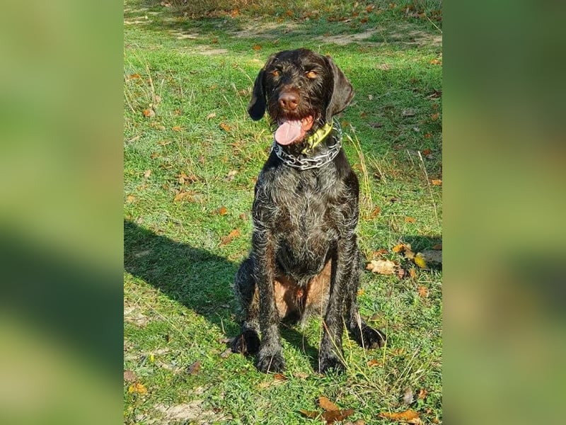 Atlas, wunderschöner Deutsch Drahthaar sucht sportliche Menschen