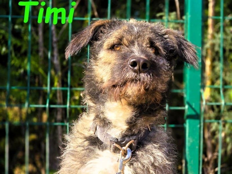 Timi 09/2023 (ESP) - aufgeschlossener und liebevoller, freundlicher Drahthaar-Mix!